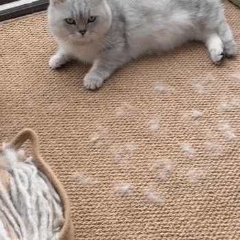 Ihr Helfer gegen Katzenhaare!